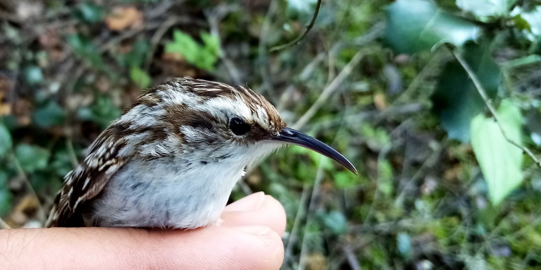Estação de Anilhagem de Esforço Constante