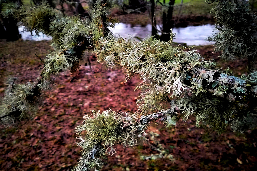 Lichens 