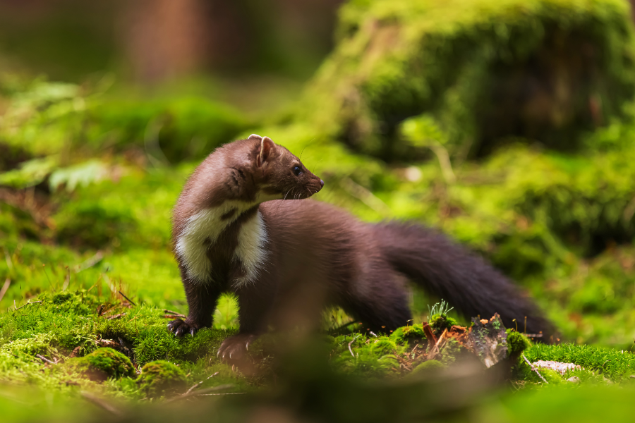 MammalNet: Colaboração com o IREC, UCLM-CSIC-JCCM