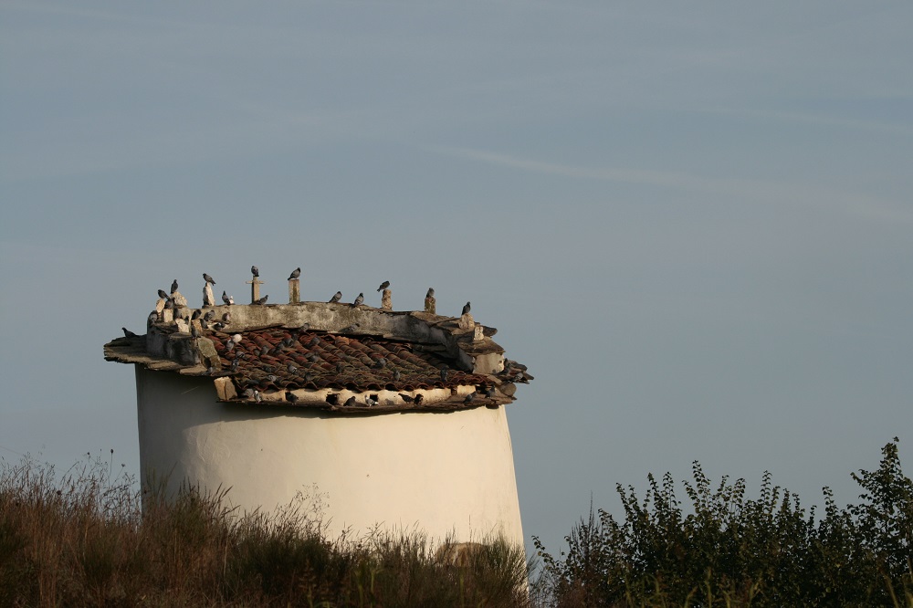 Pombais tradicionais - REN